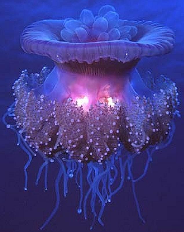 Удивительные медузы, фото 4