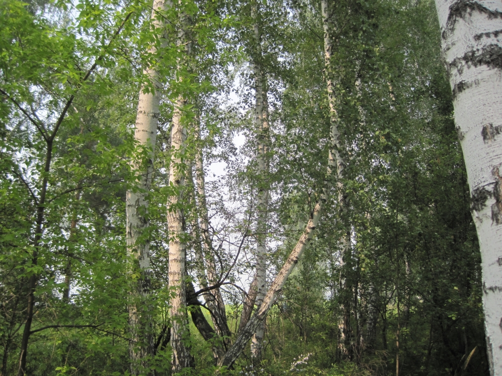 Свидание с природой, фото 5 Свидание с природой, фото 5