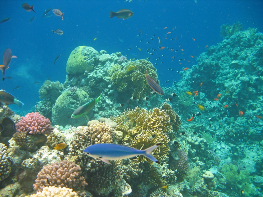 Удивительный мир Красного моря, фото 5