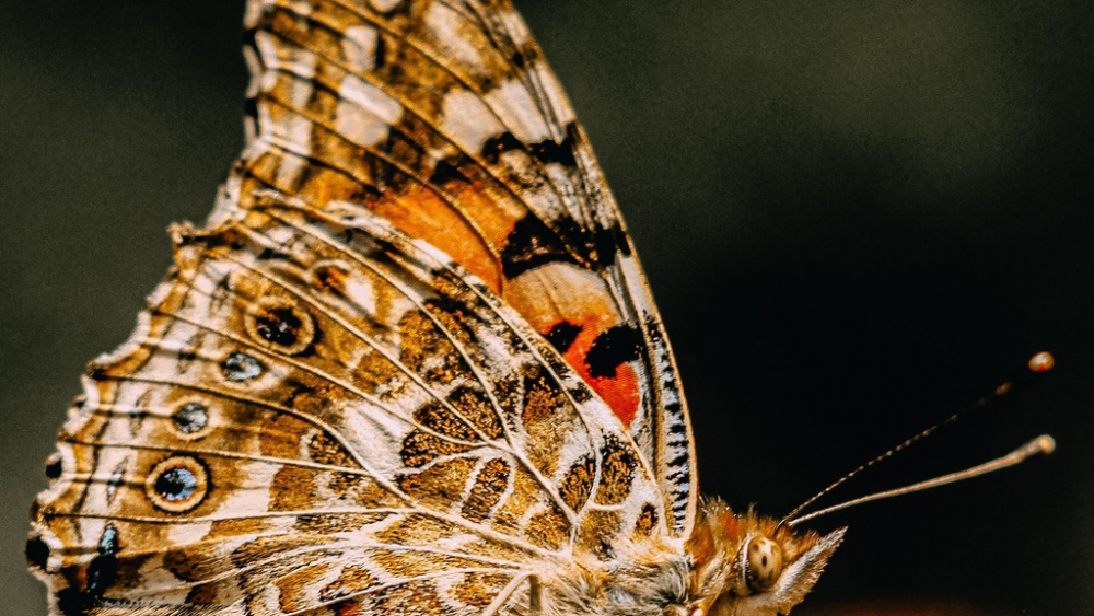 Обои насекомые (1), фото 5 Обои насекомые (1), фото 5