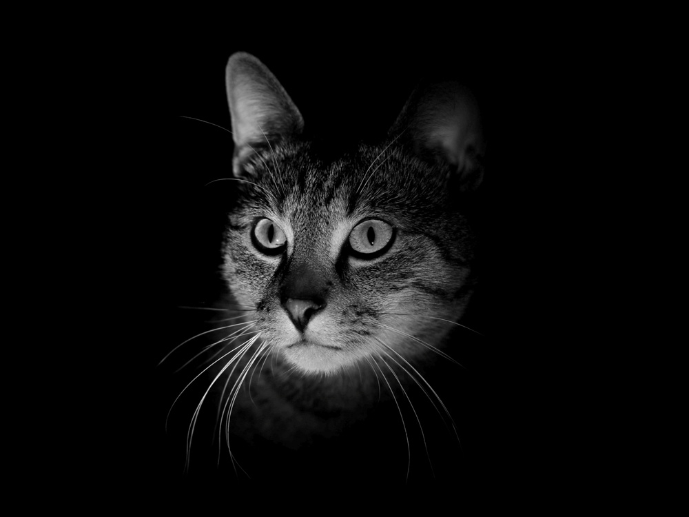 Обои с котиками, фото 4 Обои с котиками, фото 4