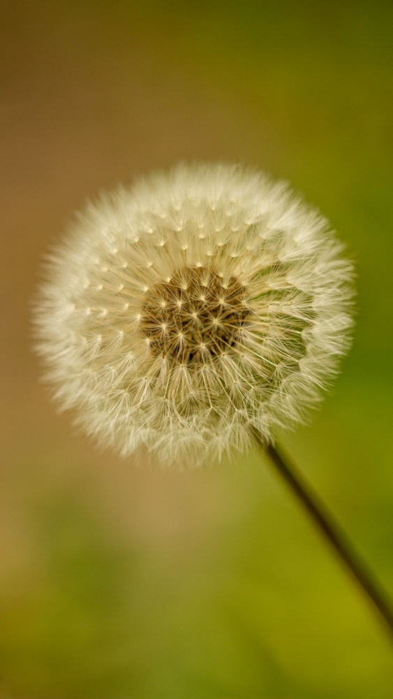 Макро обои для смартфона, фото 5 Макро обои для смартфона, фото 5