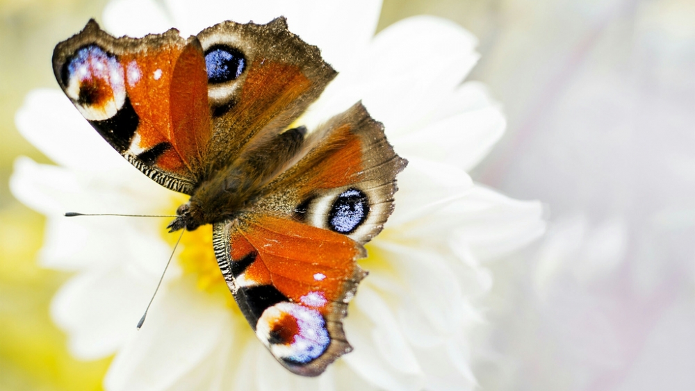 Обои насекомые (2), фото 4 Обои насекомые (2), фото 4