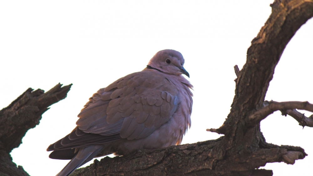 Обои птицы (1), фото 4 Обои птицы (1), фото 4