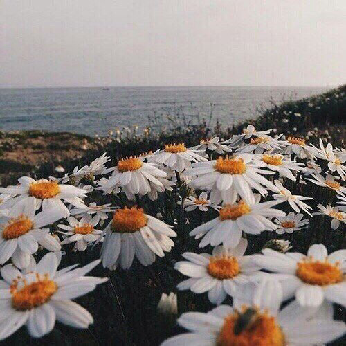 Обои с ромашками , фото 25