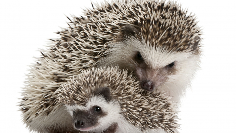 Смешные ежики , фото 1 Смешные ежики , фото 1