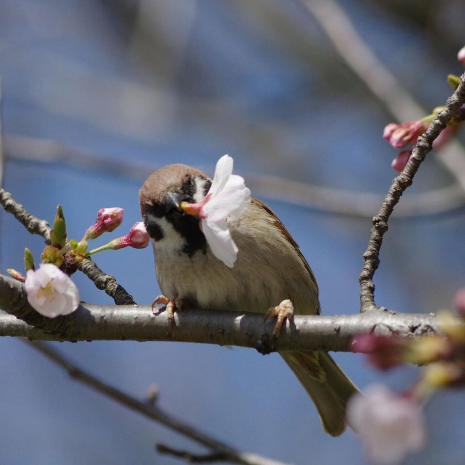 Весенние обои, фото 8 Весенние обои, фото 8