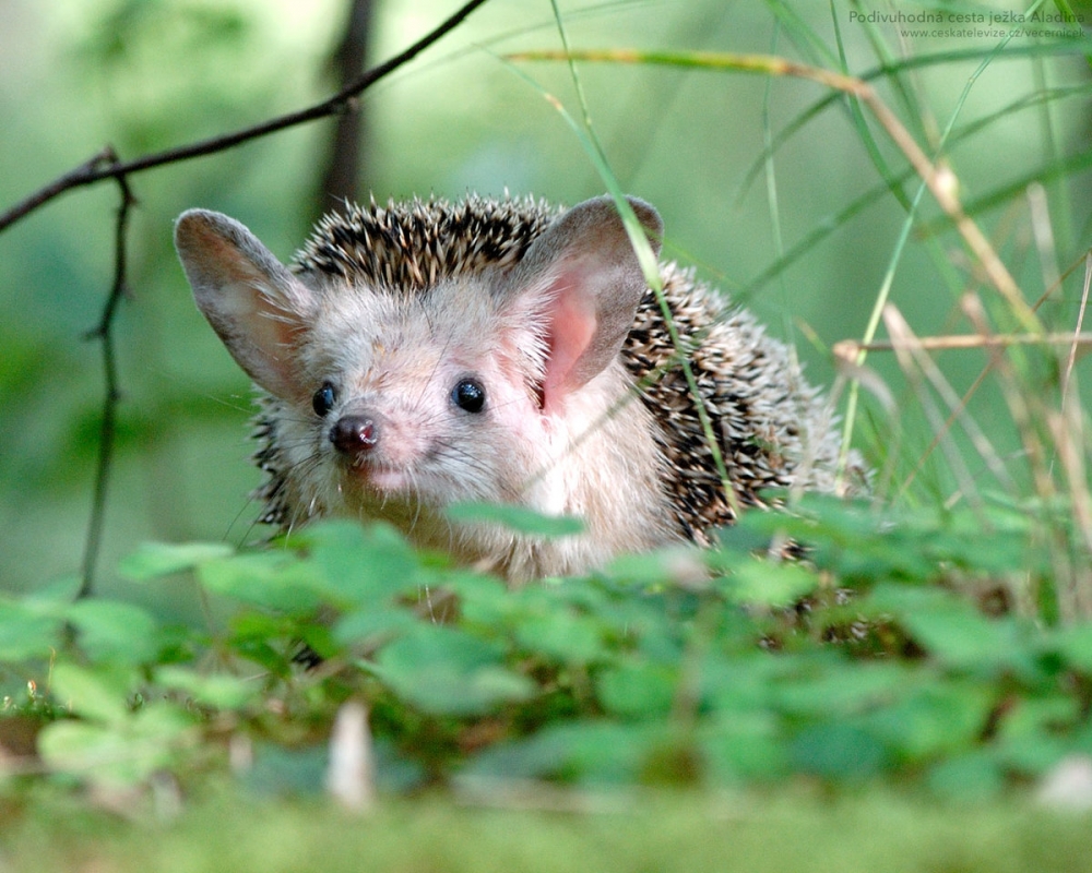 Смешные ежики , фото 2 Смешные ежики , фото 2