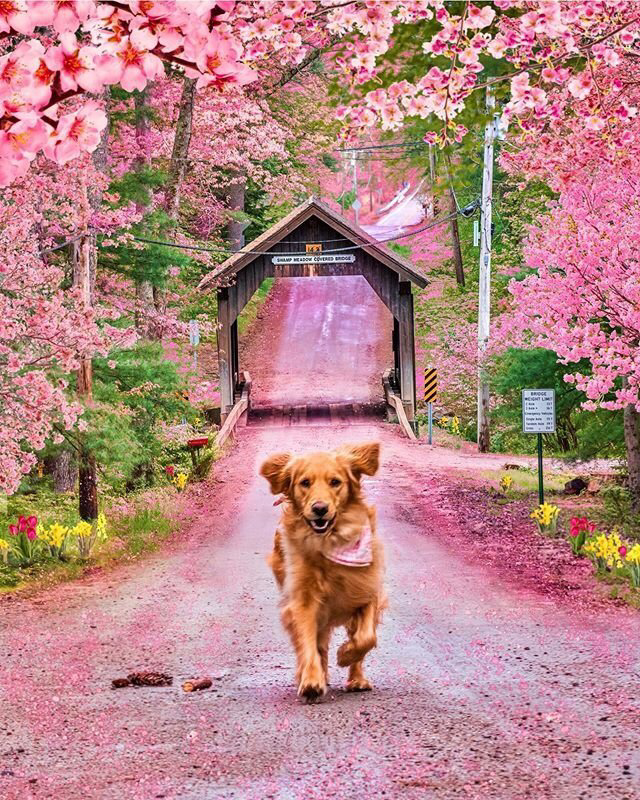 Весенние обои, фото 2 Весенние обои, фото 2