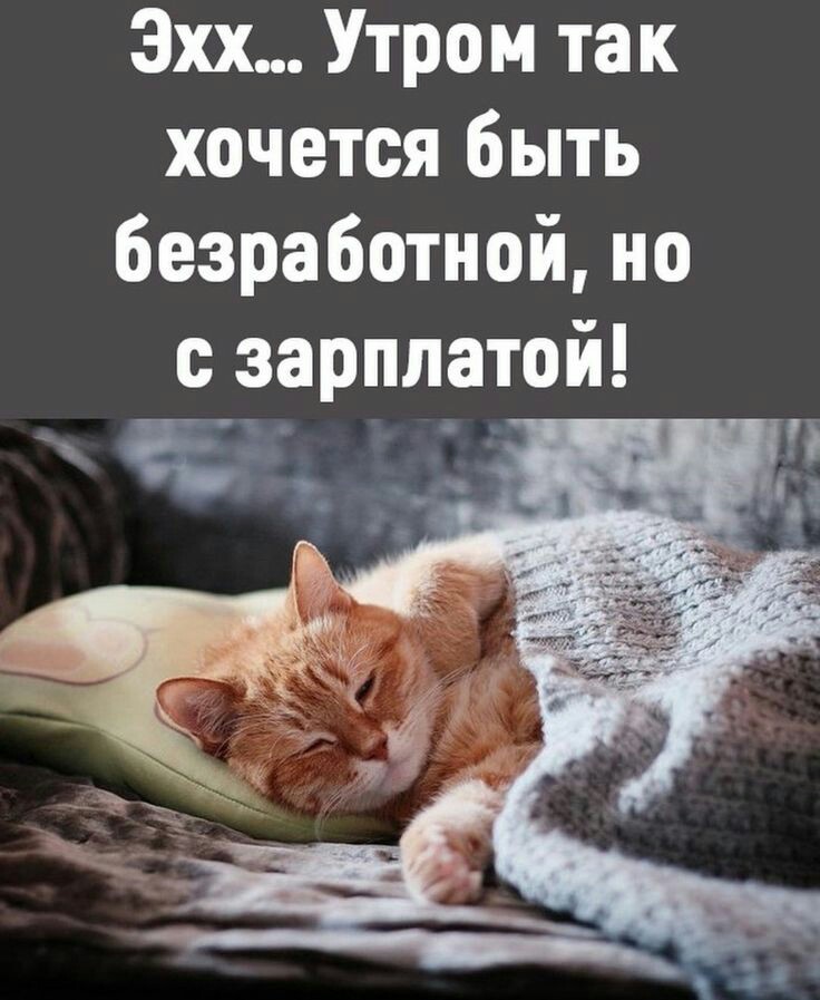 Настроение КОШКИ!, фото 11 Настроение КОШКИ!, фото 11