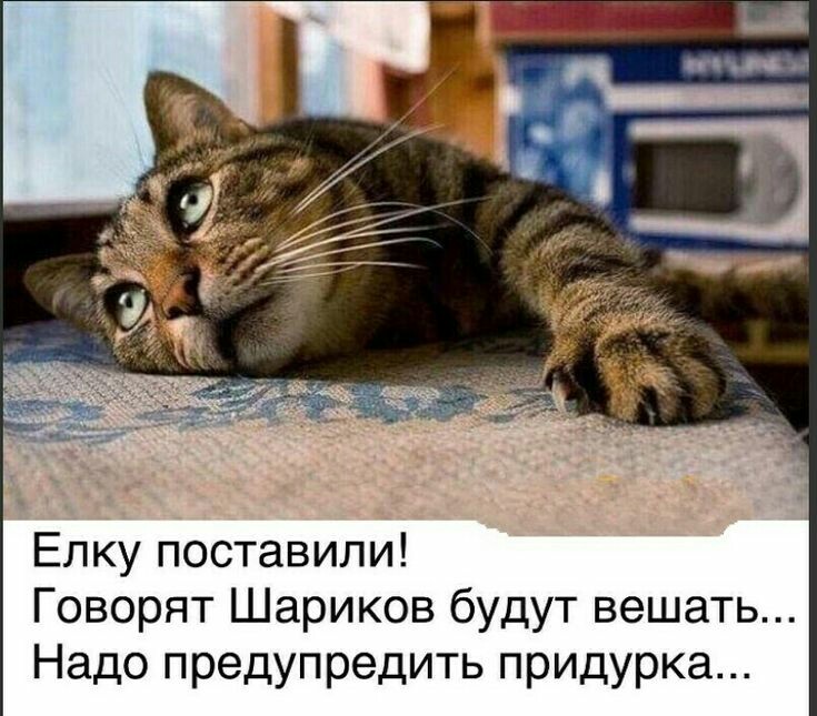 Настроение КОШКИ!