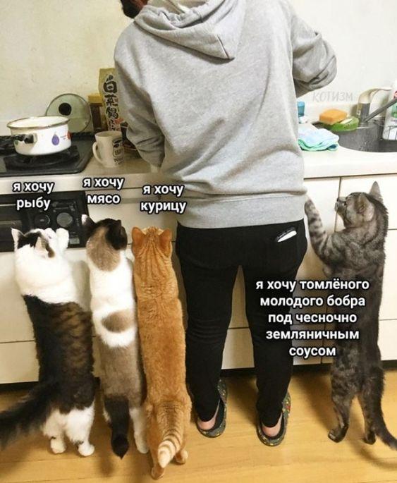 Смешные картинки с котиками. Часть 1, фото 10 Смешные картинки с котиками. Часть 1, фото 10