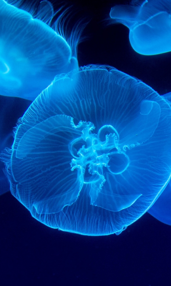 Подборка обоев для iphona 7plus, фото 25 Подборка обоев для iphona 7plus, фото 25