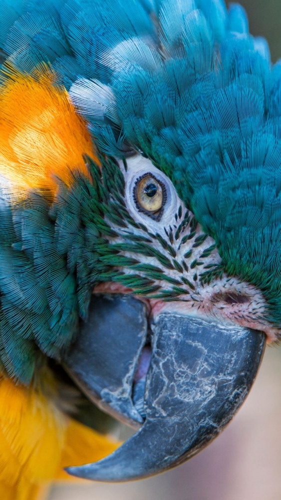 Обои с животными. Мир птиц: попугаи 🦜 , фото 6 Обои с животными. Мир птиц: попугаи 🦜 , фото 6