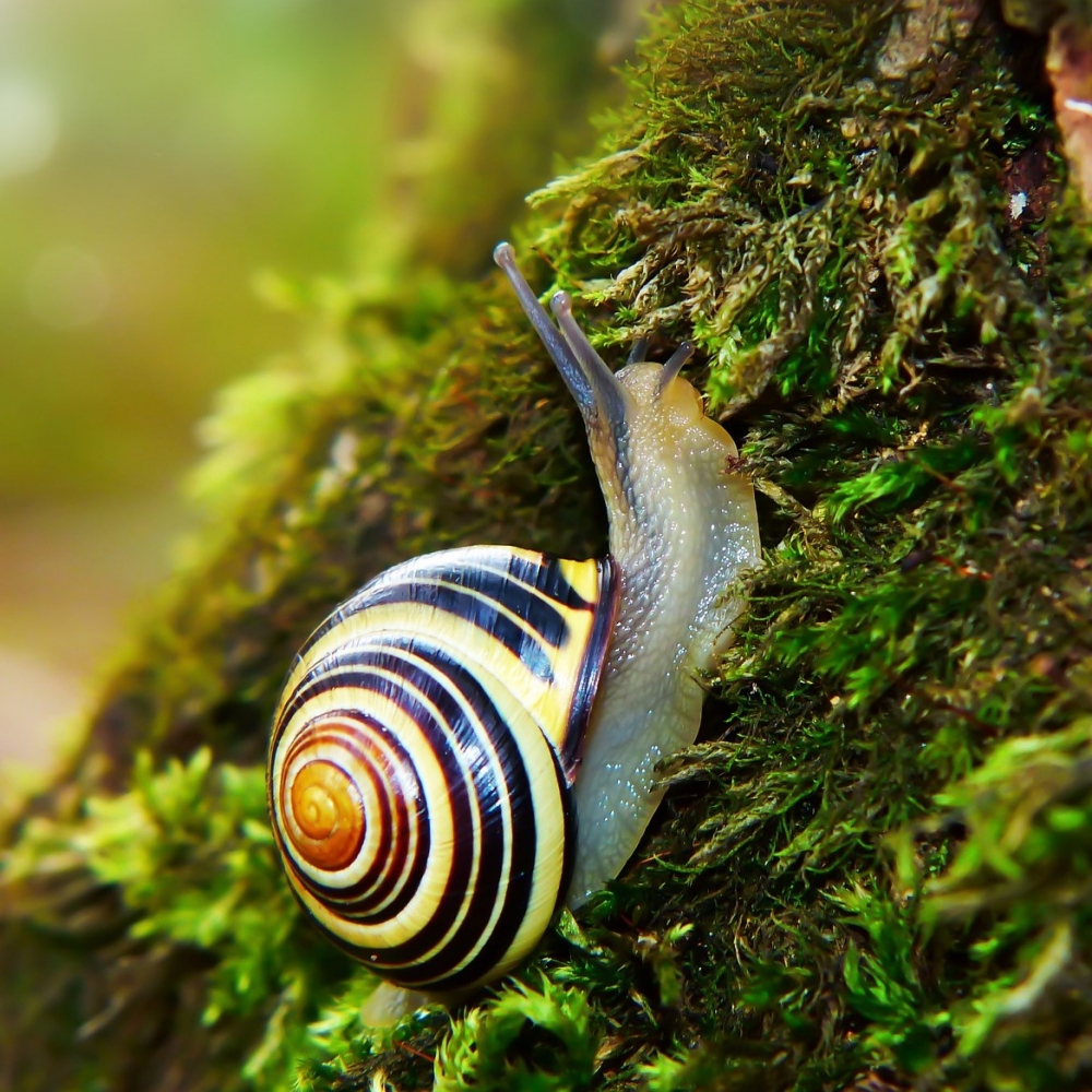 Удивительная красота улиток, фото 7 Удивительная красота улиток, фото 7