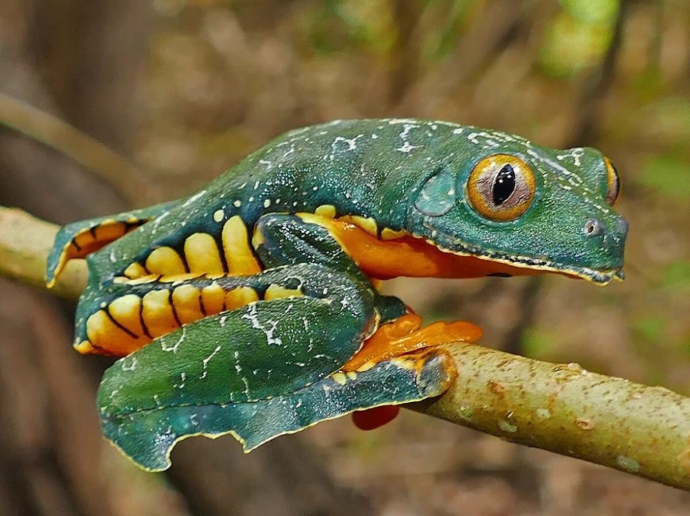 Царевна-лягушка, фото 5 Царевна-лягушка, фото 5