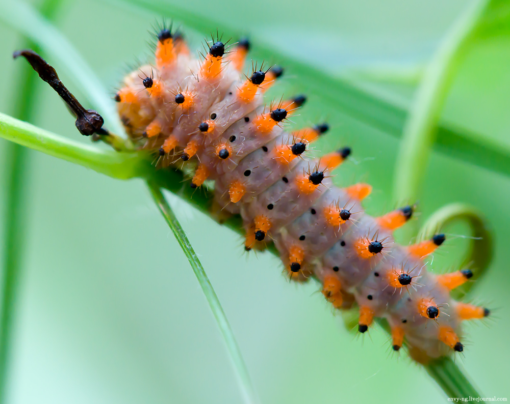 Гусеницы-модницы, фото 5 Гусеницы-модницы, фото 5