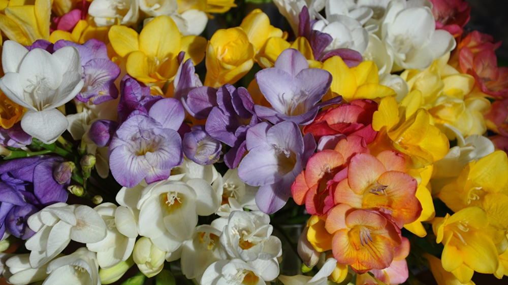 Волшебство нежной фрезии, фото 5