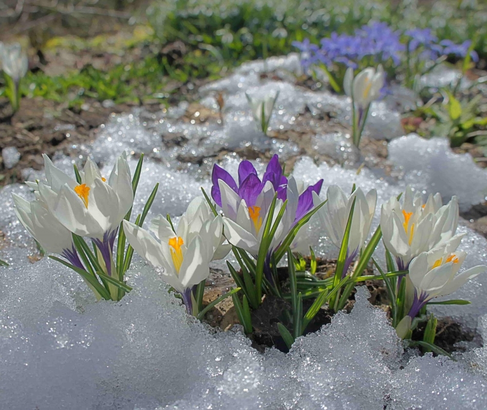 Весна идёт, весне дорогу!, фото 5 Весна идёт, весне дорогу!, фото 5