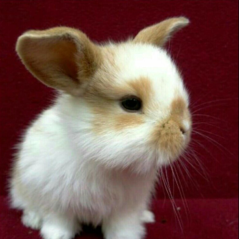 Декоративные кролики, фото 4 Декоративные кролики, фото 4