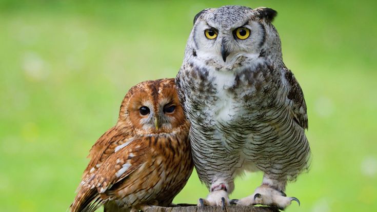 Совы... они такие... совы..., фото 5 Совы... они такие... совы..., фото 5