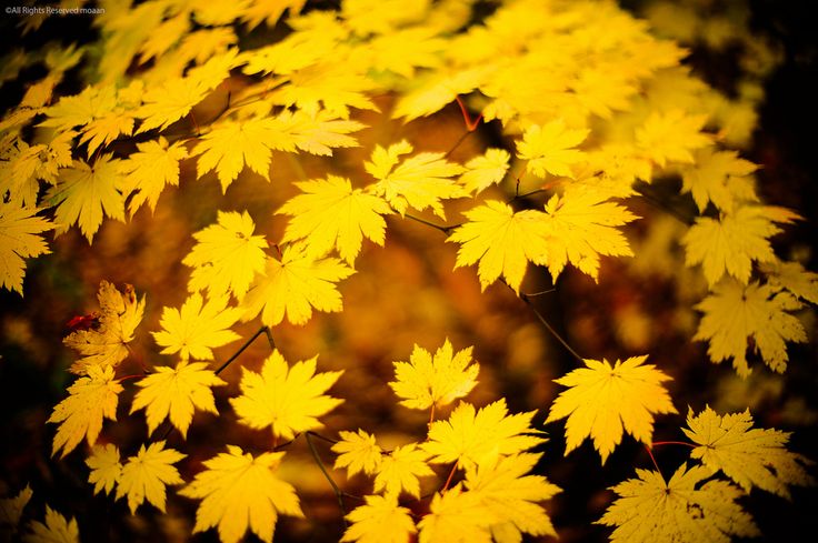 Листья золотой осени, фото 5 Листья золотой осени, фото 5