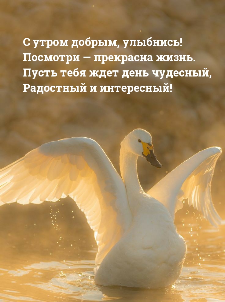 Открытки С добрым утром, фото 5 Открытки С добрым утром, фото 5