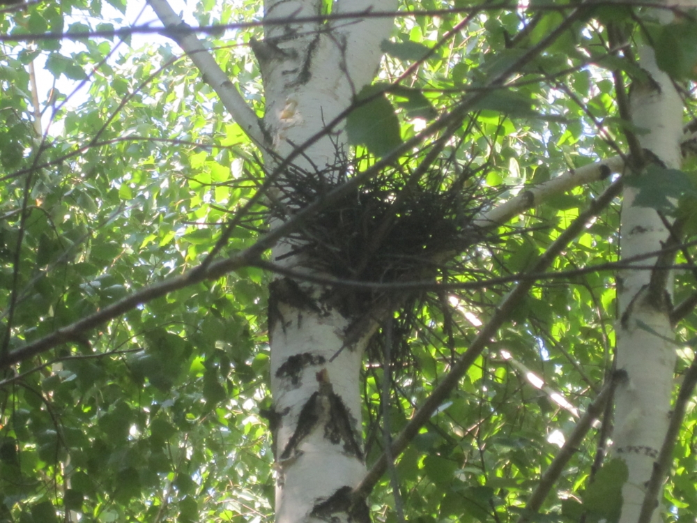Свидание с природой, фото 6 Свидание с природой, фото 6