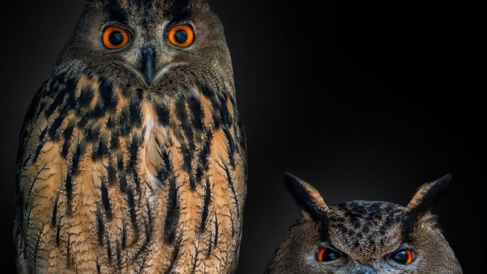 Обои птицы (2), фото 6 Обои птицы (2), фото 6