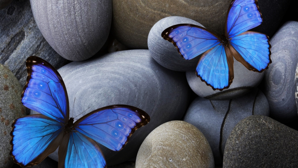 Обои насекомые (1), фото 6 Обои насекомые (1), фото 6