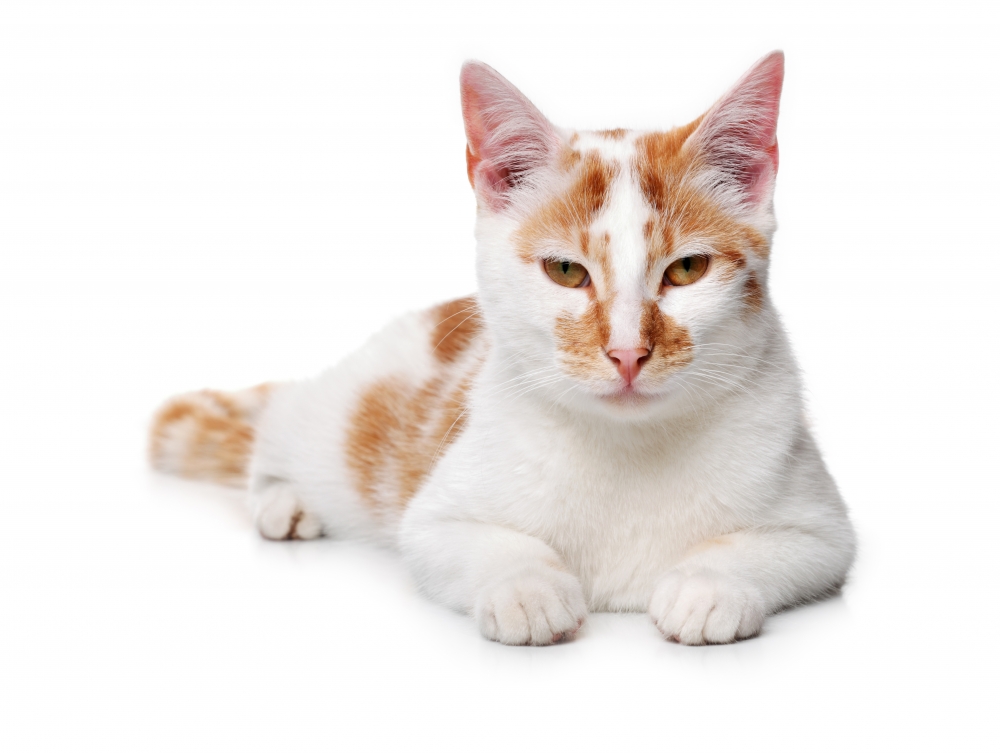 Обои с котиками, фото 5 Обои с котиками, фото 5