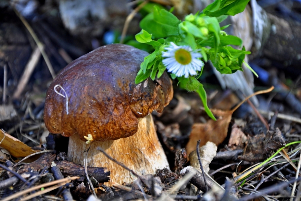 Обои с грибами, фото 6 Обои с грибами, фото 6