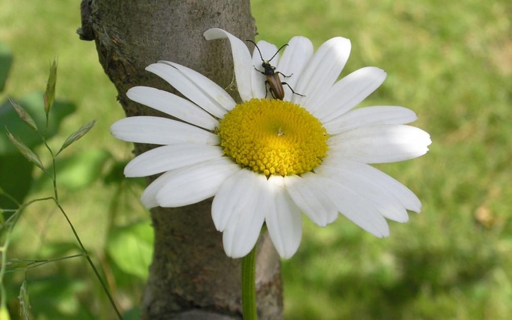 Обои макро (1), фото 6 Обои макро (1), фото 6