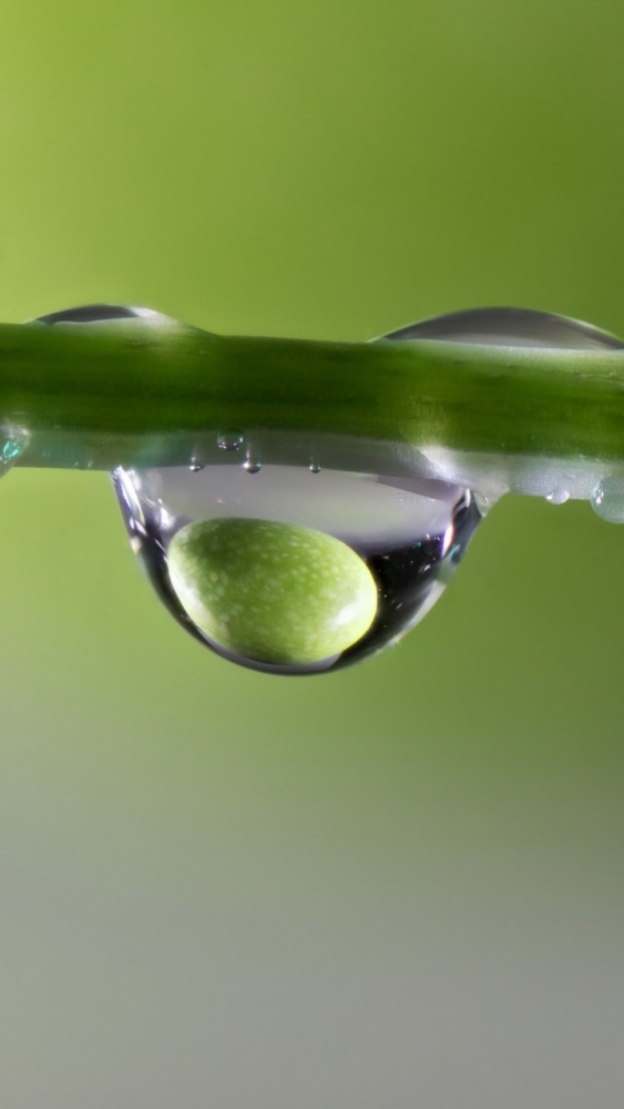 Макро обои для смартфона, фото 6 Макро обои для смартфона, фото 6