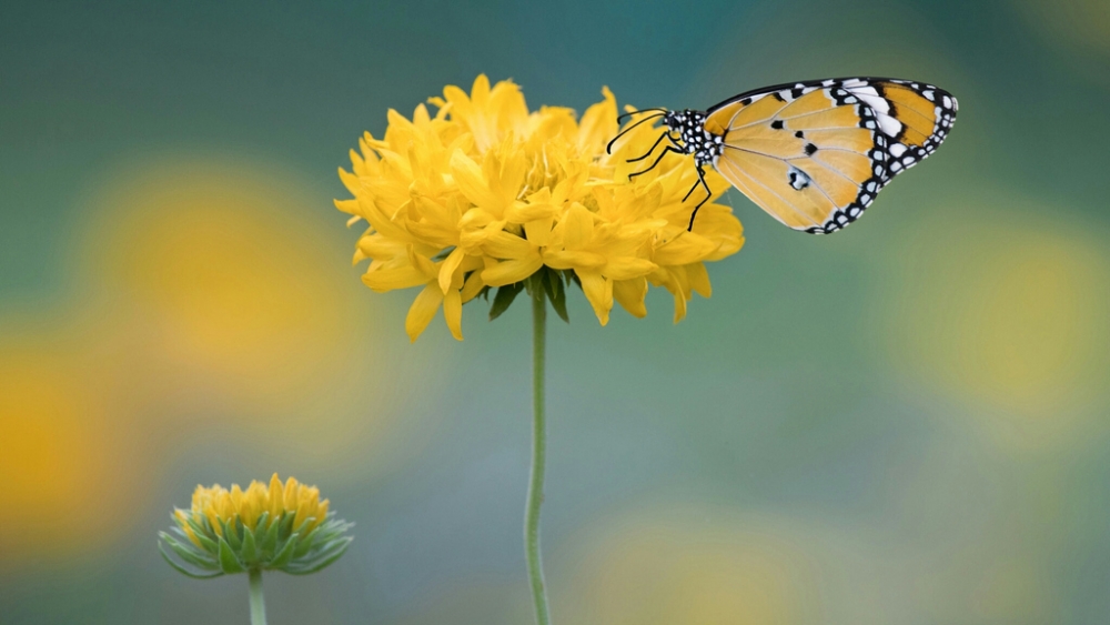 Обои насекомые (2), фото 5 Обои насекомые (2), фото 5