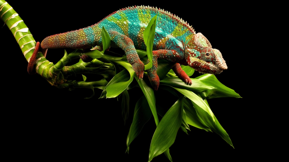 Обои рептилии (1), фото 5 Обои рептилии (1), фото 5