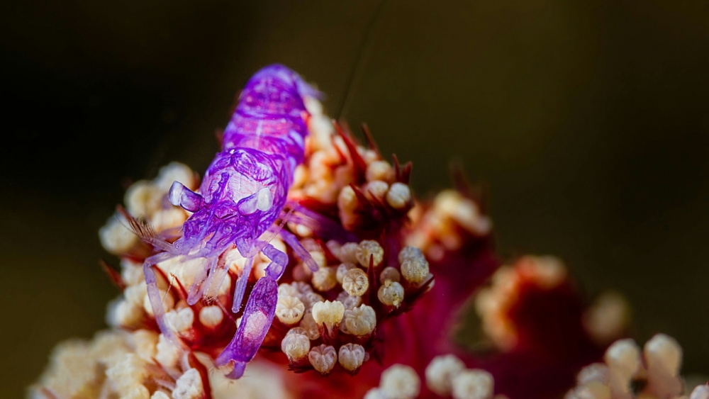 Обои мир моря (1), фото 5 Обои мир моря (1), фото 5