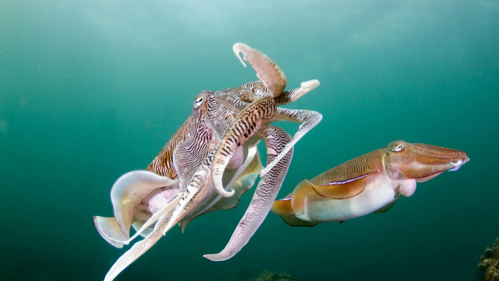 Обои мир моря (2), фото 5 Обои мир моря (2), фото 5