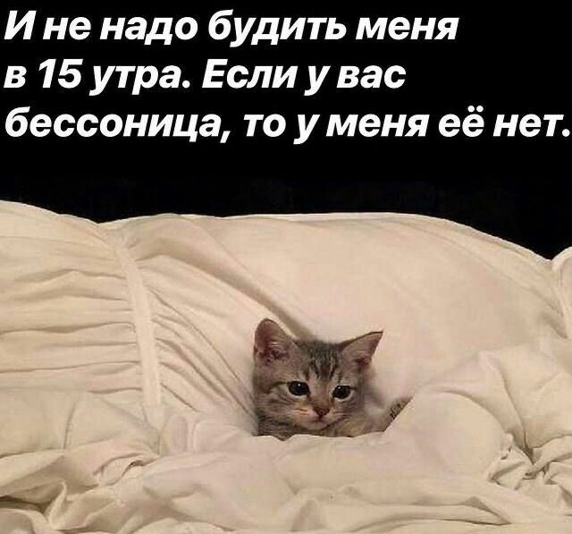 Настроение КОШКИ!, фото 7 Настроение КОШКИ!, фото 7