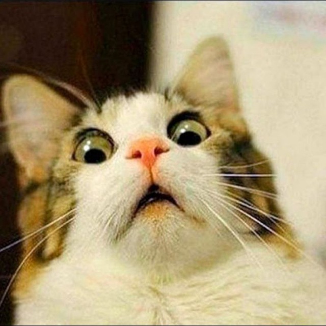 Смешные картинки с котиками. Часть 2, фото 21 Смешные картинки с котиками. Часть 2, фото 21