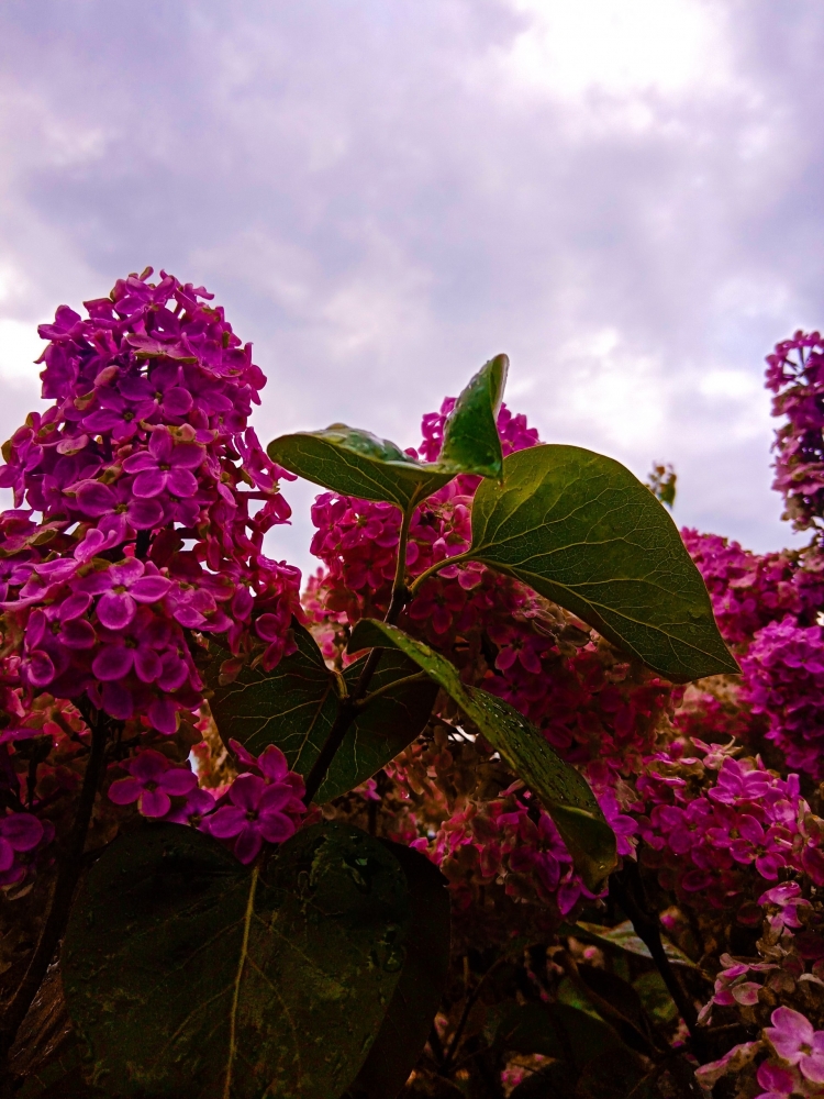 Обои с сиренью , фото 27