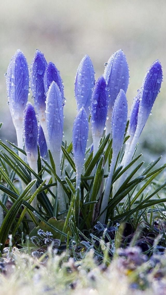 Время года Весна, фото 8