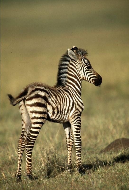 Обои в мире животных. Обои с зебрами, фото 7