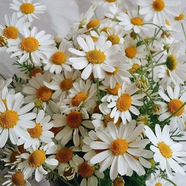 Обои с ромашками , фото 28