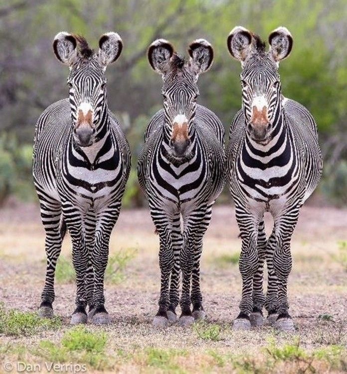 Обои в мире животных. Обои с зебрами, фото 11