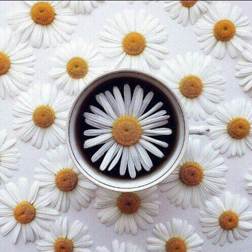 Обои с ромашками , фото 26