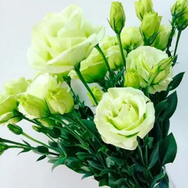 Красавица эустома, фото 6