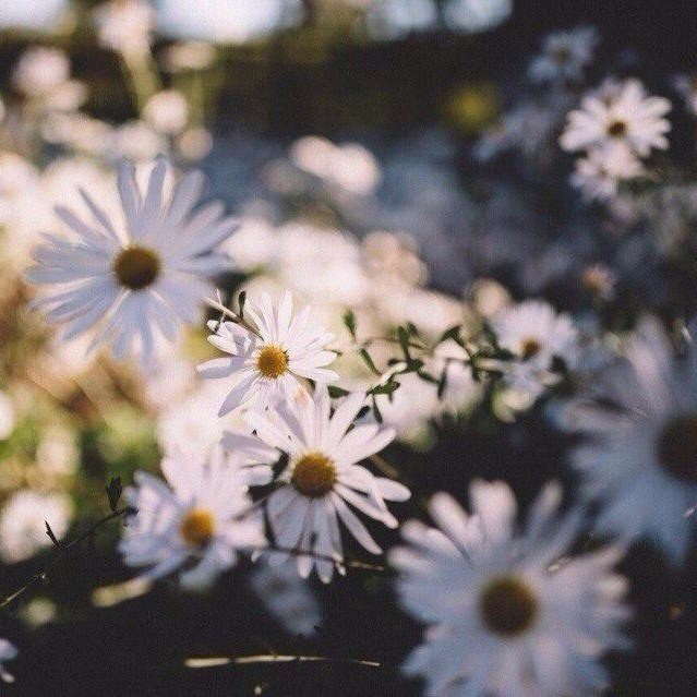 Обои с ромашками , фото 13