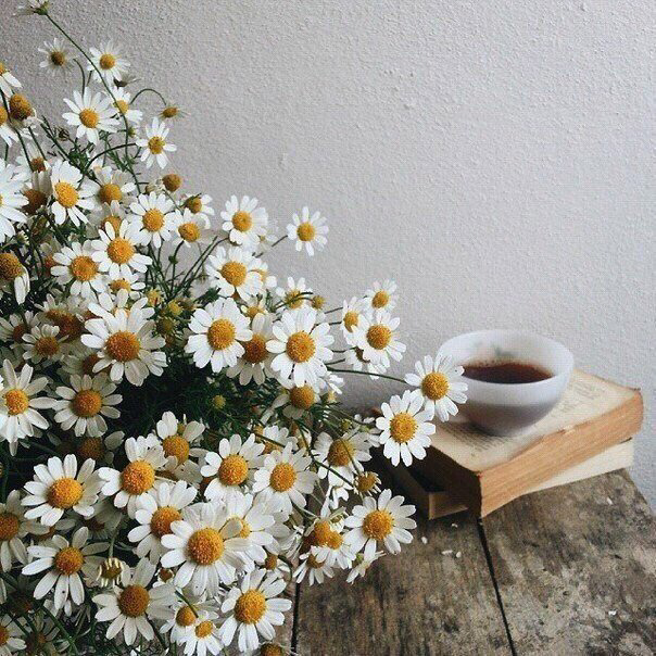 Обои с ромашками , фото 27