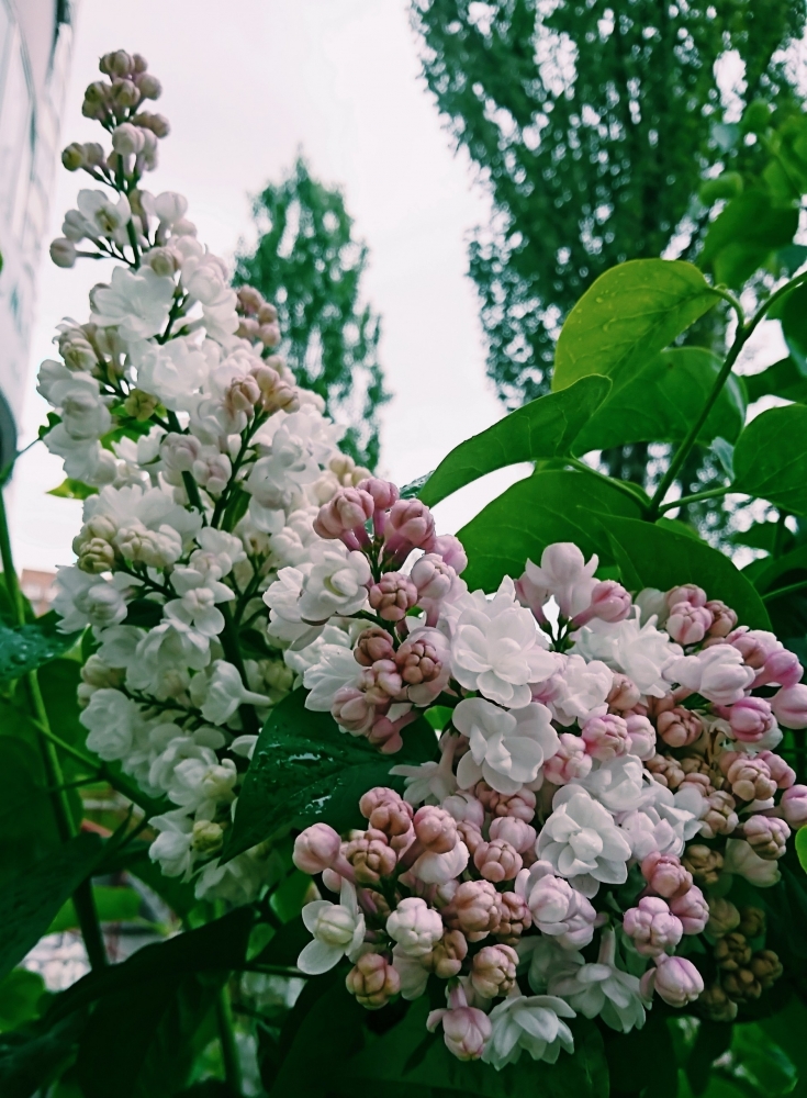 Обои с сиренью , фото 11